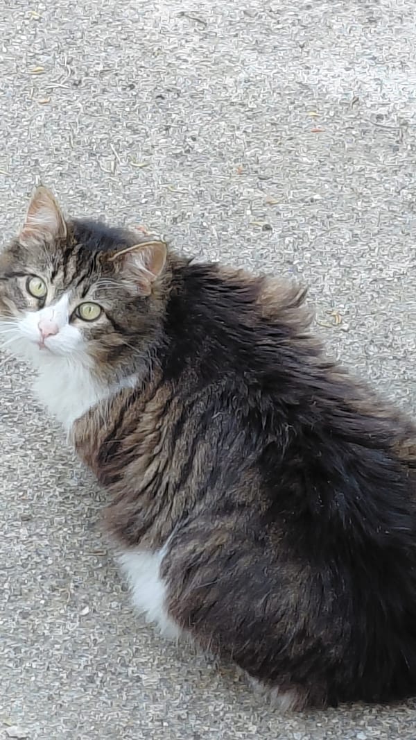 Cat and storks spotted in separate afternoon wildlife observations