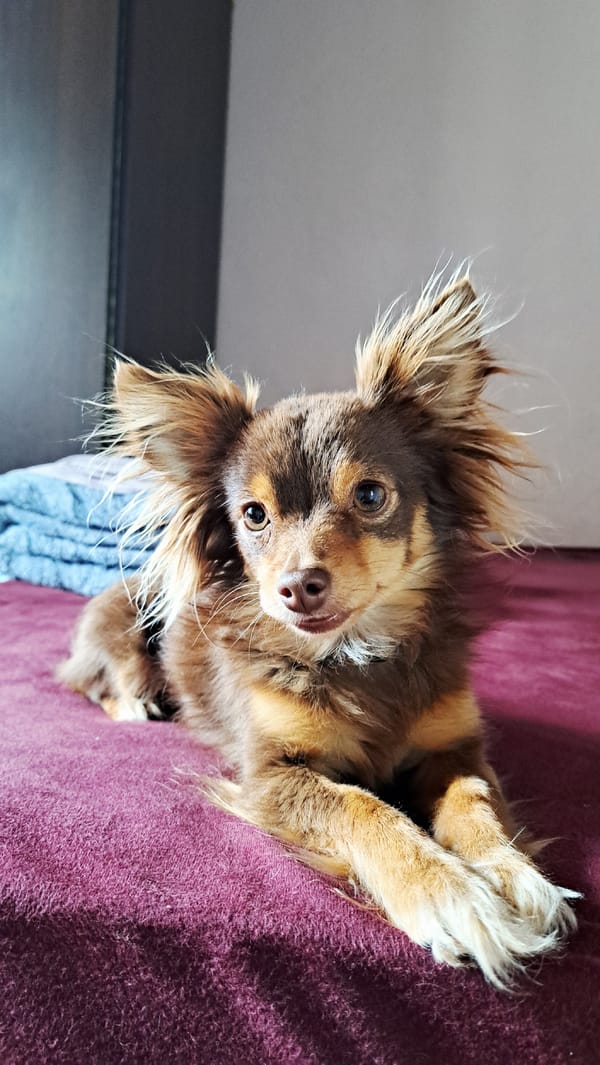Chihuahua rests on purple surface in Bulgarian town