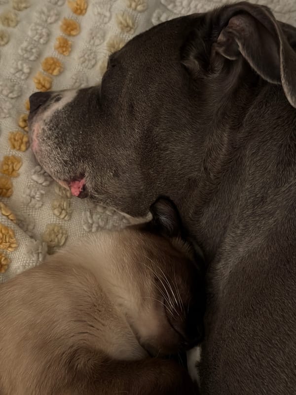 Dog and cat sleep together peacefully in Luxembourg home