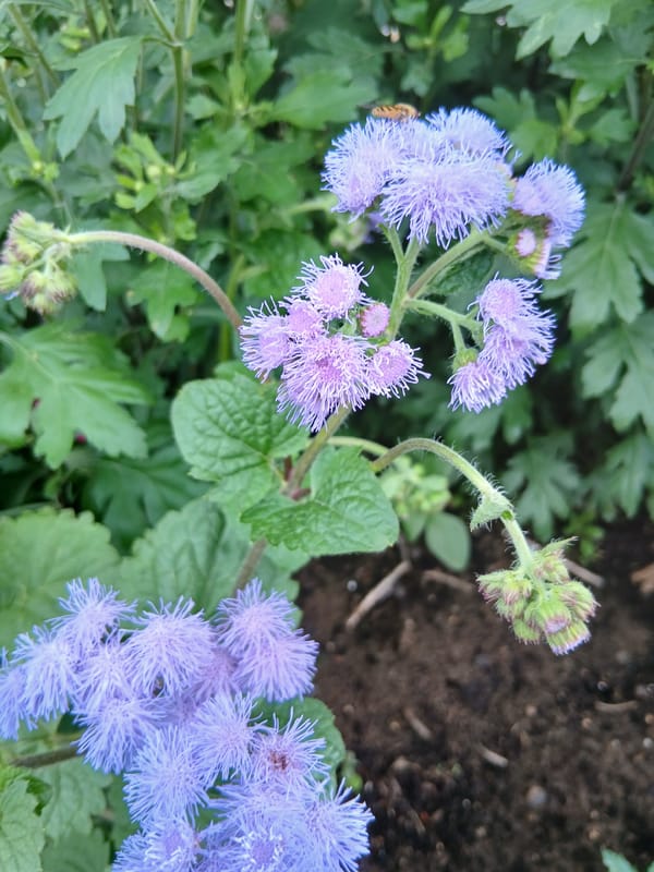 Close-up garden shots: purple blooms, alyssum, and hydrangeas
