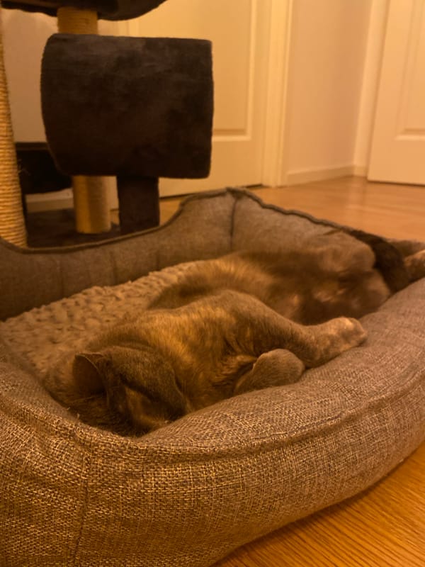 Cat resting at home receives gentle petting in Björklinge