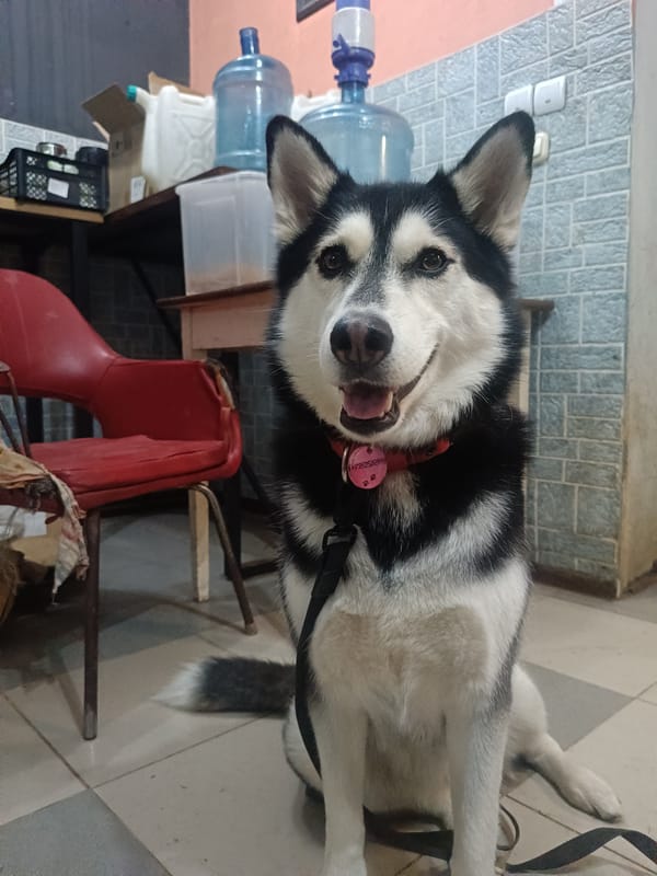 Woman poses with husky dog in casual indoor portraits