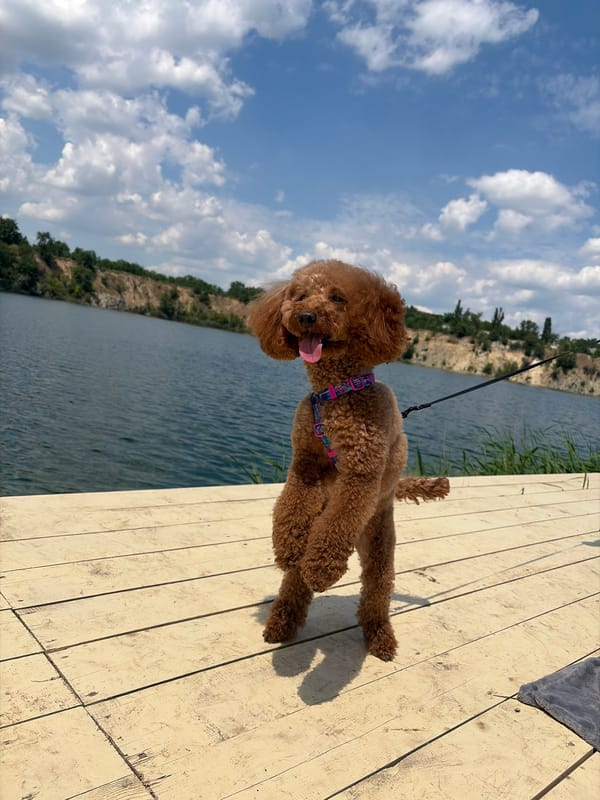 Summer day at a quarry lake in Novomykolaivka, Ukraine