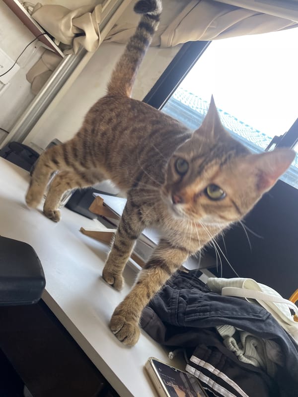 Cats go about morning routines in Davao City homes