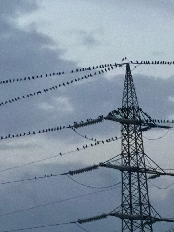 Dusk over Esch-sur-Alzette, birds on power lines