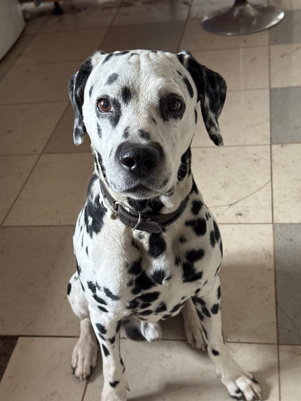 Dalmatian poses for the camera in a quick indoor shoot