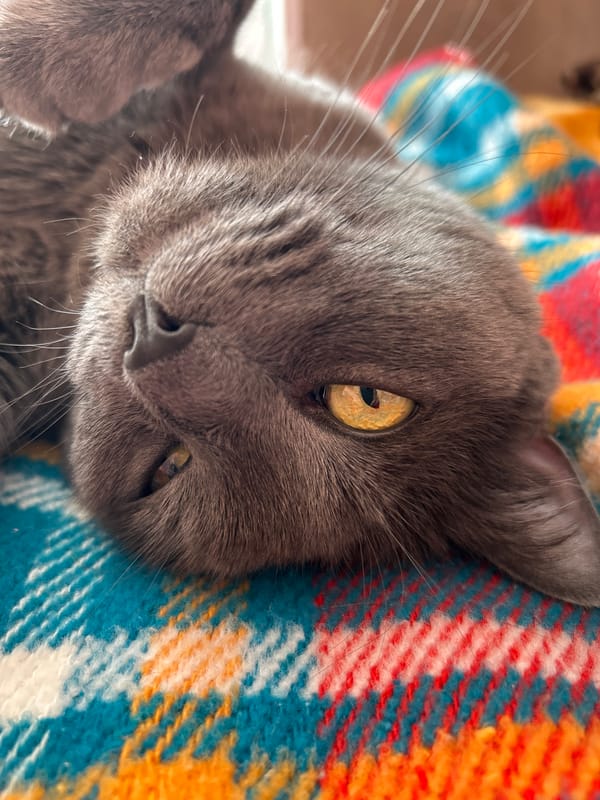 Gray cat photographed on glass surface in Bulgarian city