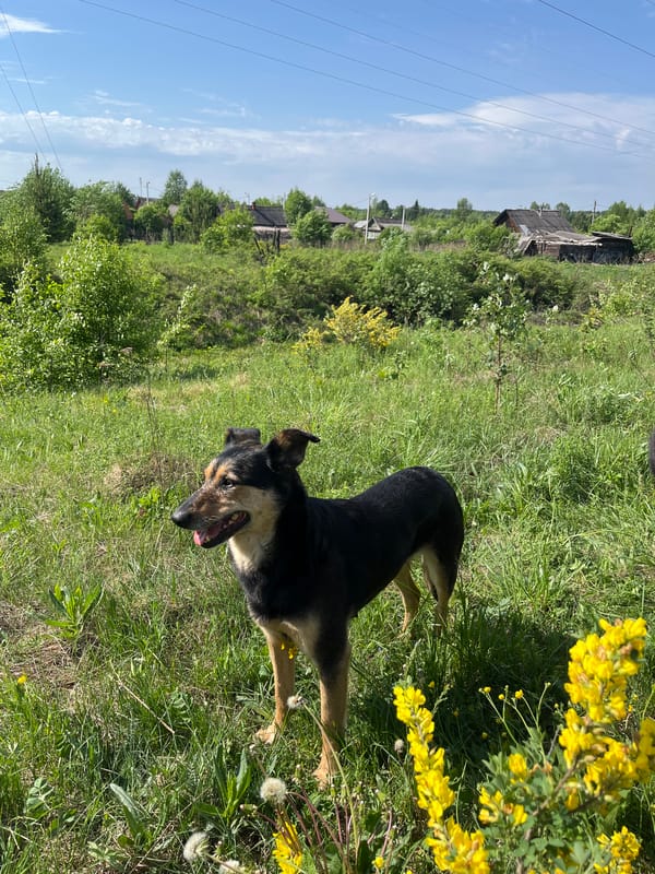Dogs play and rest in Russian fields during early morning