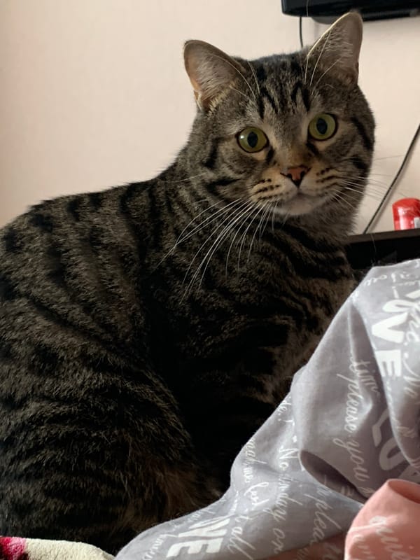 Tabby cat grooming session captured on bedding in Stavropol