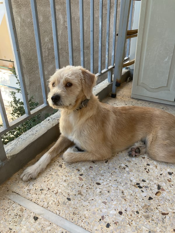 Dog's lazy morning ends with a sunny garden walk