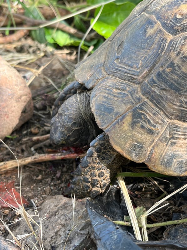 Morning wildlife spotting session captures tortoises, cat in Alanya