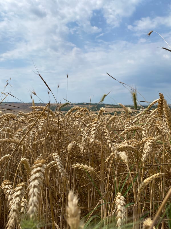 Golden wheat fields and dry earth near Pleven, Bulgaria