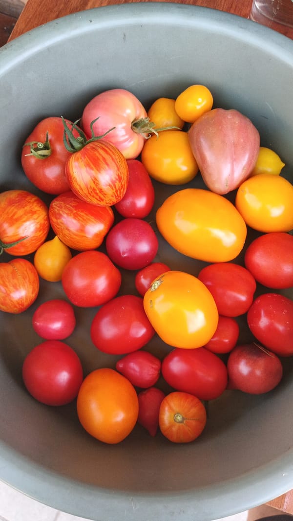 Tomato garden in Kryvyi Rih, from vine to bowl