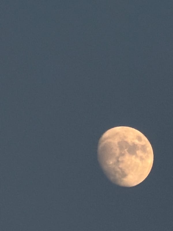 Moon rising over Chirchik, with a curious bird below