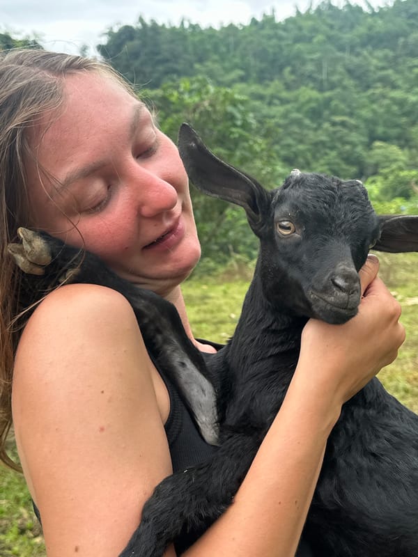Morning goat cuddles captured in rural Vietnamese commune