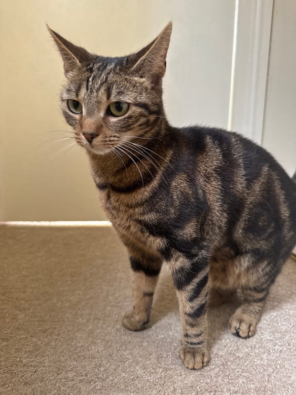 Brown tabby cat photographed in Desborough home