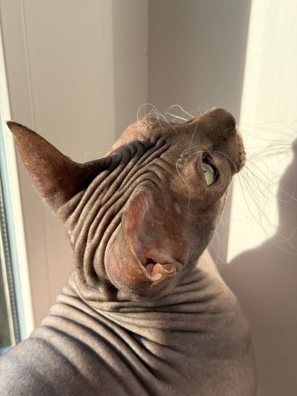 Sphynx cat and home cooking captured in Izhevsk afternoon