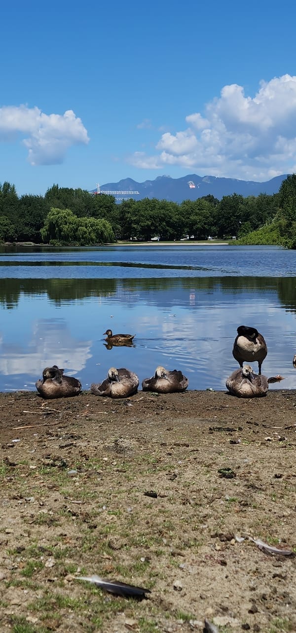 Geese, ducks, and their young along a posted lakeshore