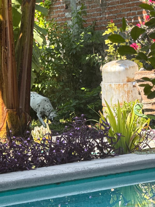 Dalmatian spotted climbing banana tree in Mexican yard