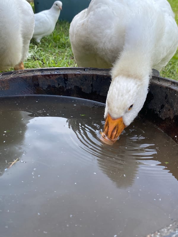 White geese and pigeons hanging around a water pot outdoors