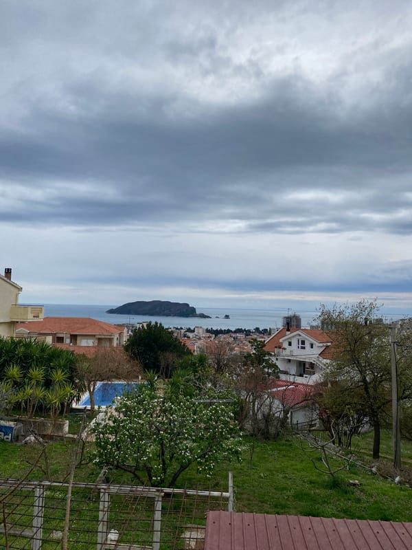 Morning botanical photography session captures local plants in Budva