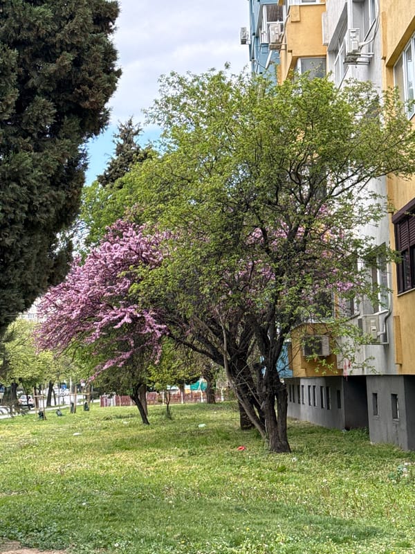 Morning dog walk documented in Stara Zagora, Bulgaria