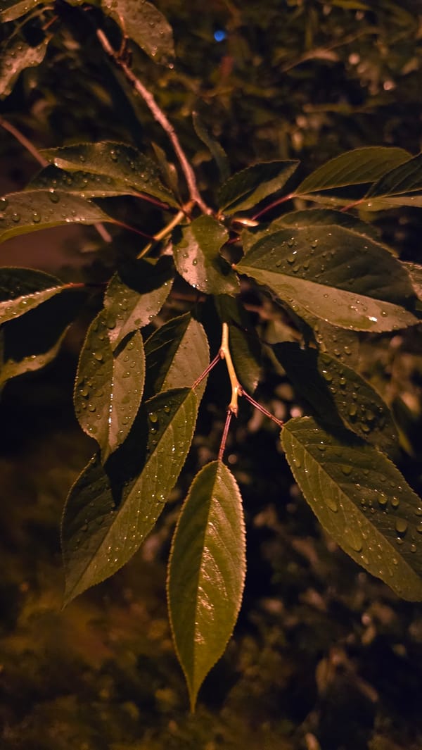 Night-lit foliage photographed in Kyiv under artificial lighting