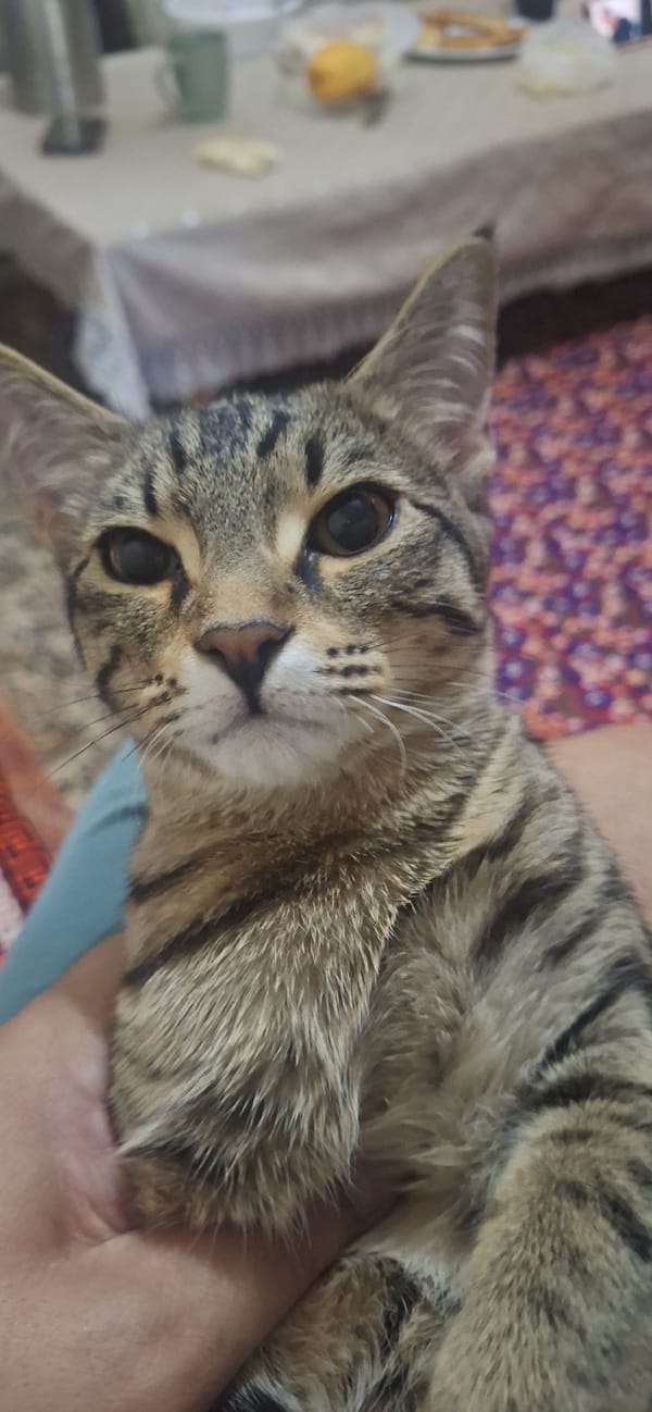 Tabby cat hangout session in Chirchik, Uzbekistan