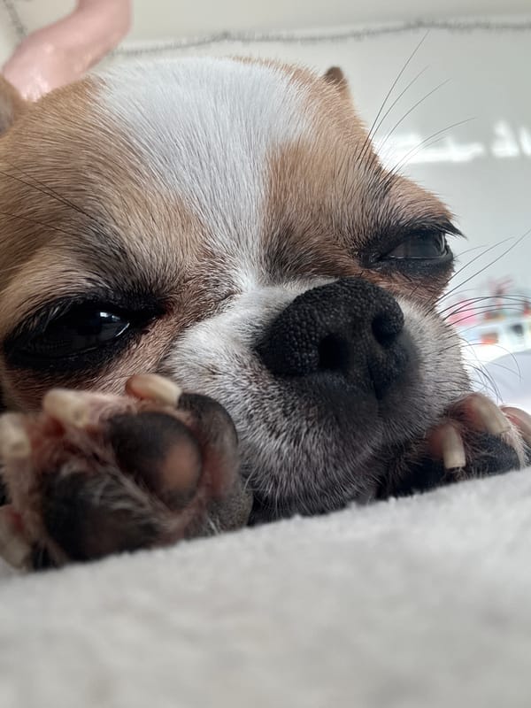 Chihuahua photographed by multiple witnesses in Berlin