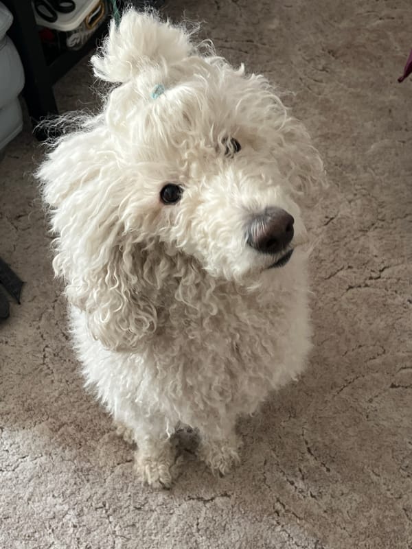 Morning cooking preparation with white dog at home