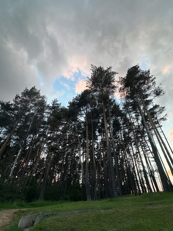 Evening forest walk documented in Minsk, Belarus