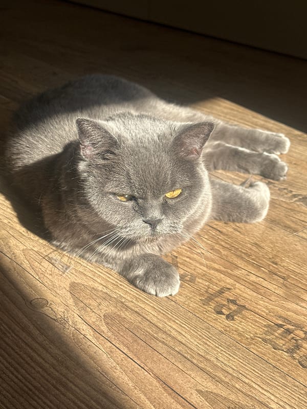 Gray cat enjoys sunny morning on wooden floor in Riga