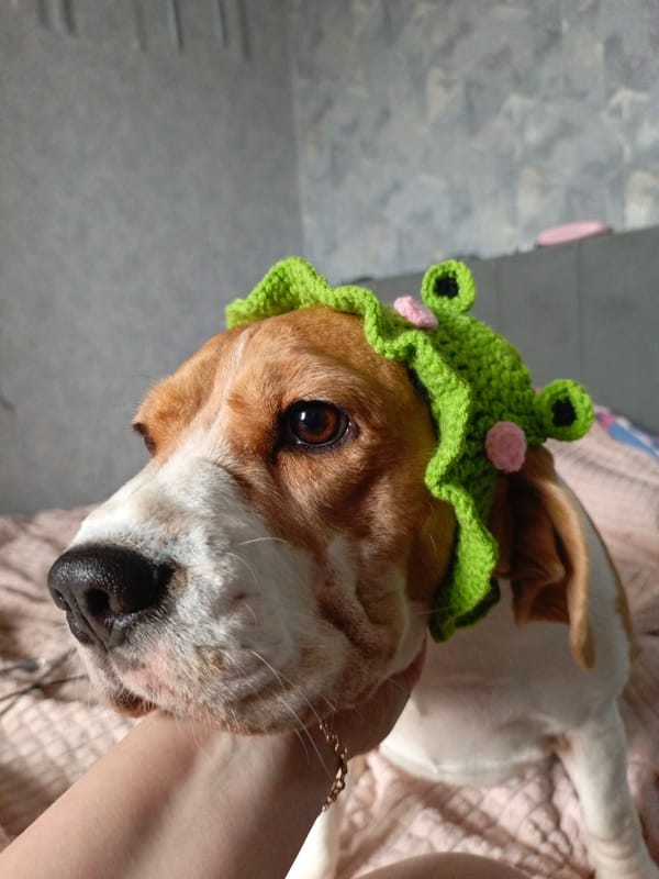 Beagle wears crocheted frog hat indoors