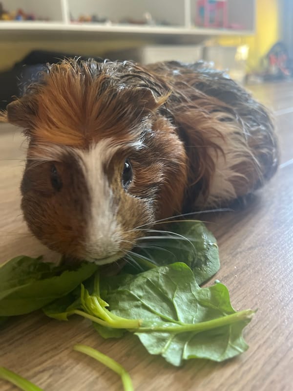 Guinea pig snack time on the living room floor