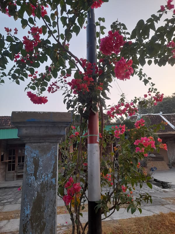 Bougainvillea in full bloom around a utility pole, Pulokulon