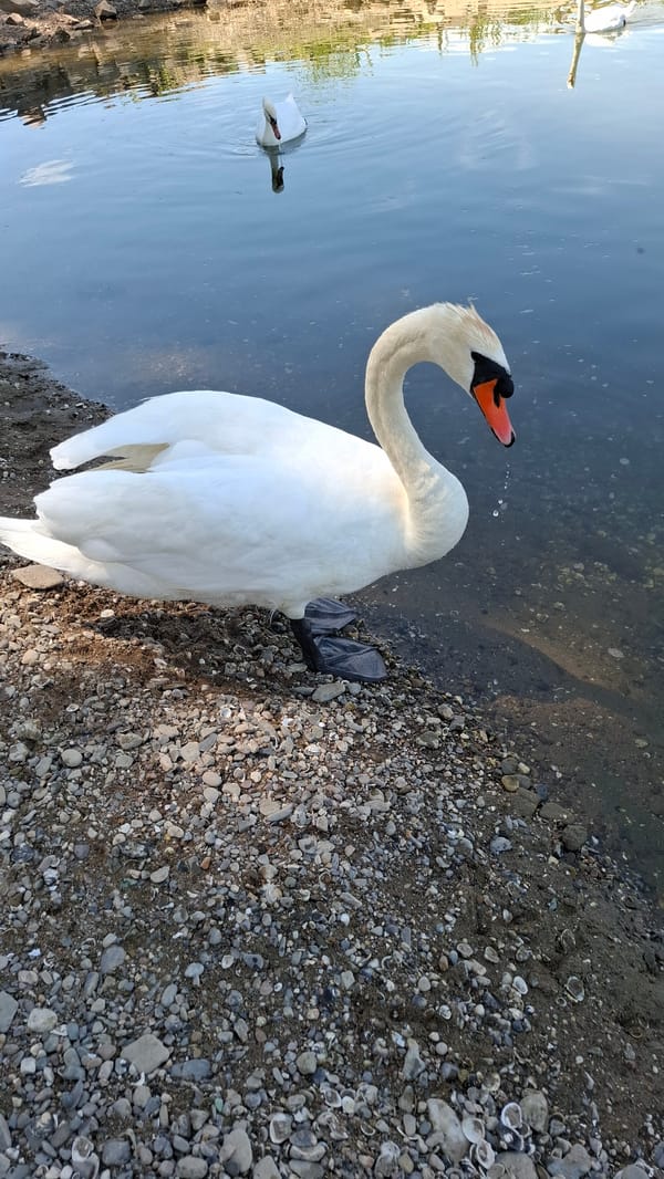 Swans along the Rhine riverbank on a sunny Cologne morning
