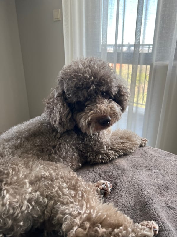 Poodle rests on cushion by window in urban interior