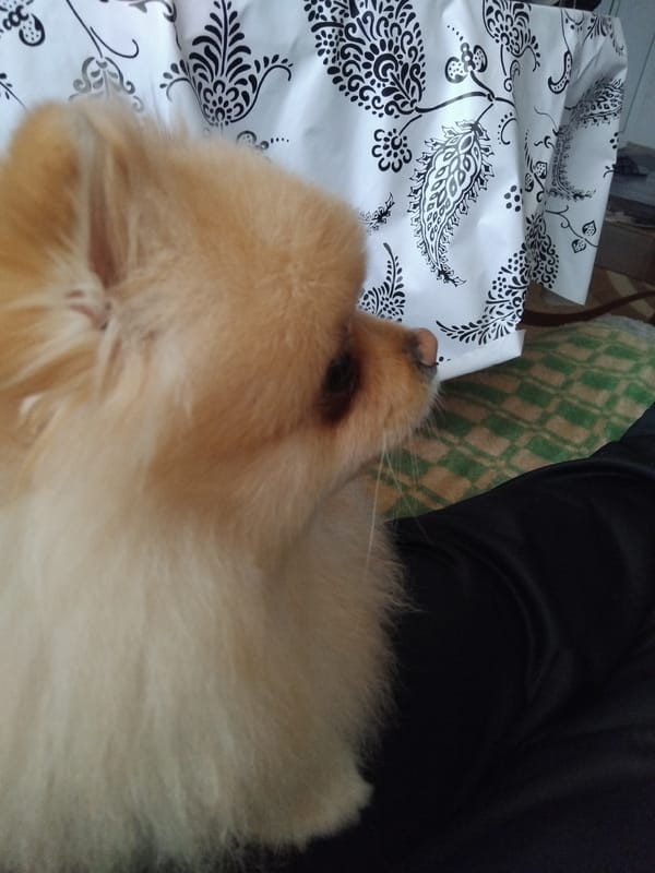 Pomeranian dog rests on patterned bedding in Bulgarian town