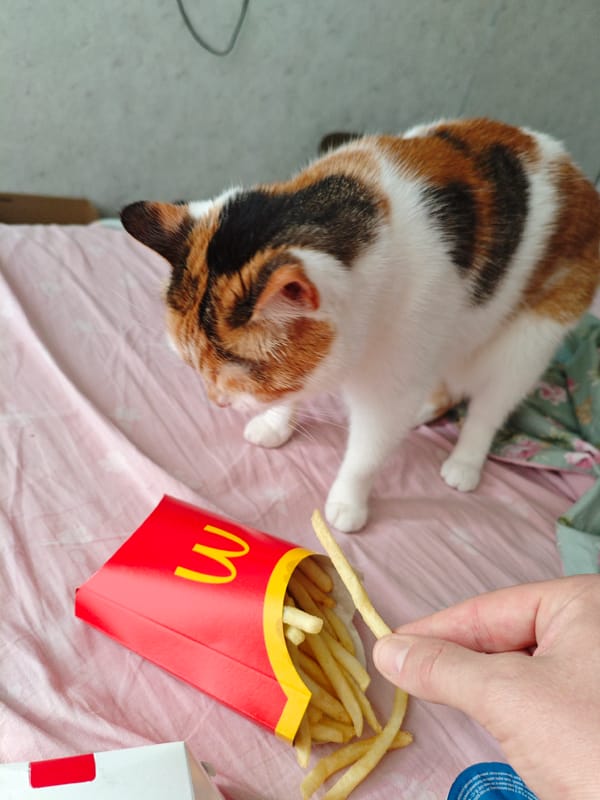 Calico cat meets McDonald's fries and a collectible plush toy