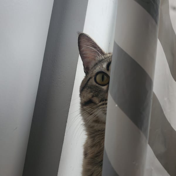 Tabby cat spotted peering through window blinds in Curitiba