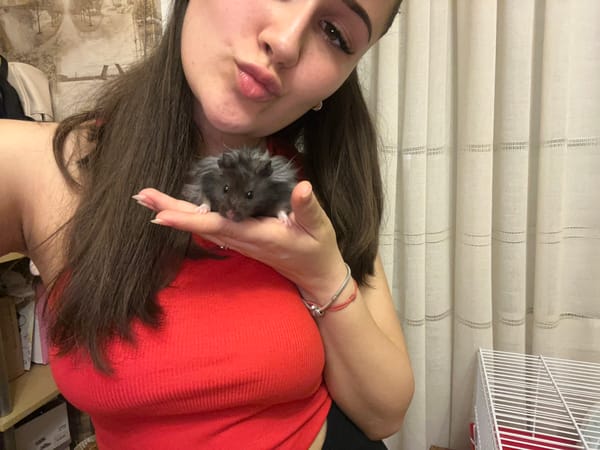 Fluffy dark hamster chills in hands and explores its cage