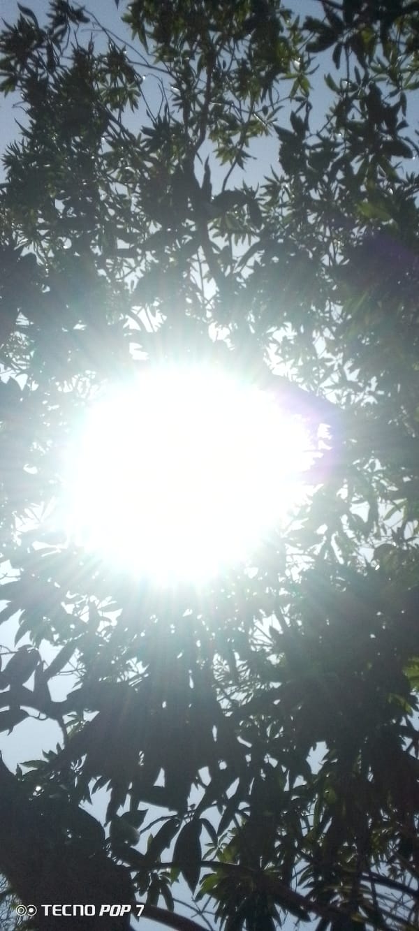 Intense sunlight documented through trees in Altagracia, Venezuela