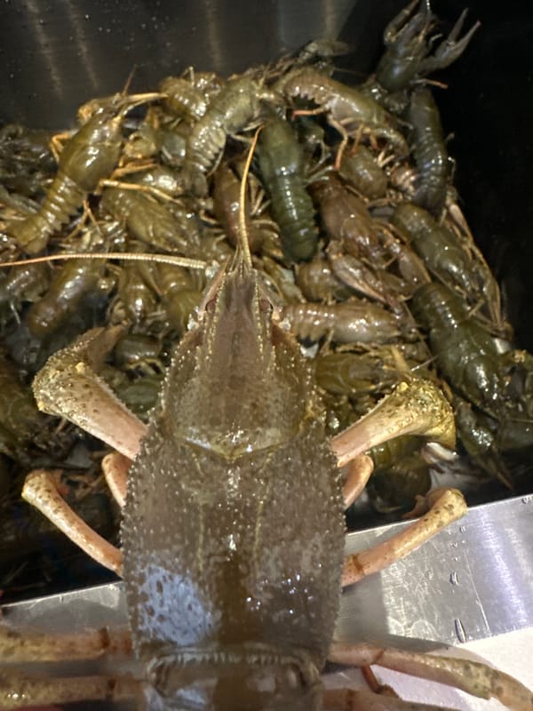 Crawfish and cat captured in Neftekamsk household moments