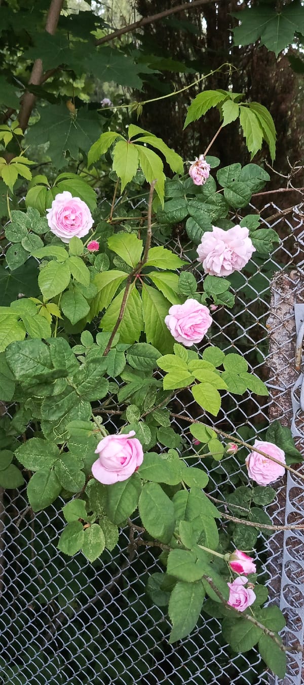 Summer garden walk through a Russian dacha settlement in bloom