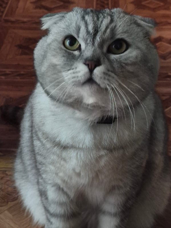 Scottish Fold cat's morning routine captured with garden scenes
