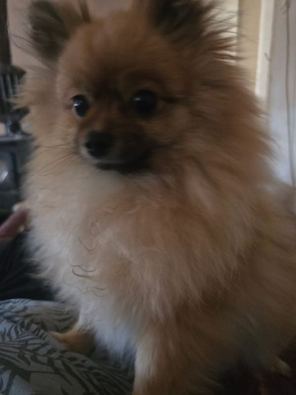 Pomeranian dog documented indoors in Yagodovo, Bulgaria