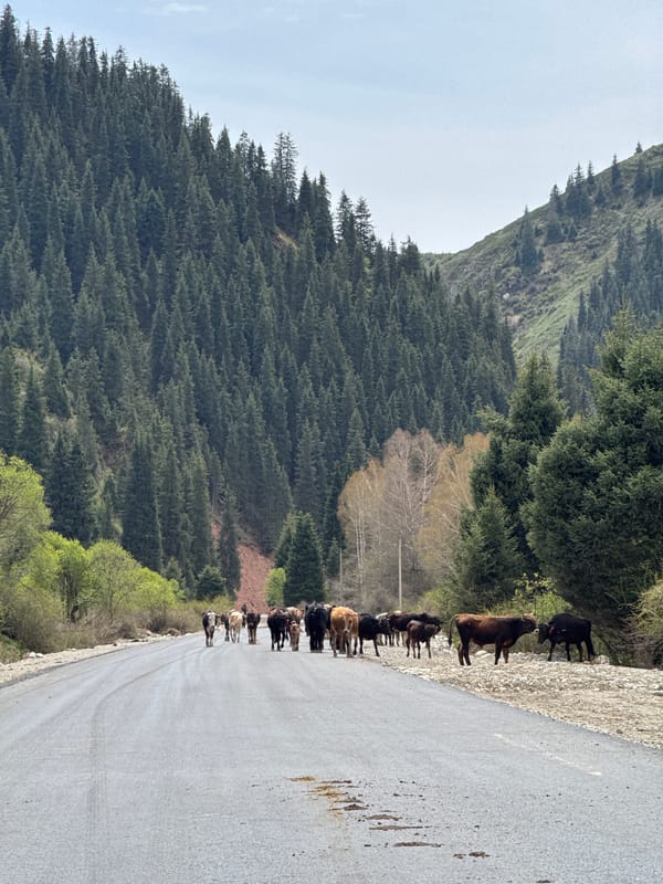 Cattle herd blocks road in Semenovka, Kyrgyzstan