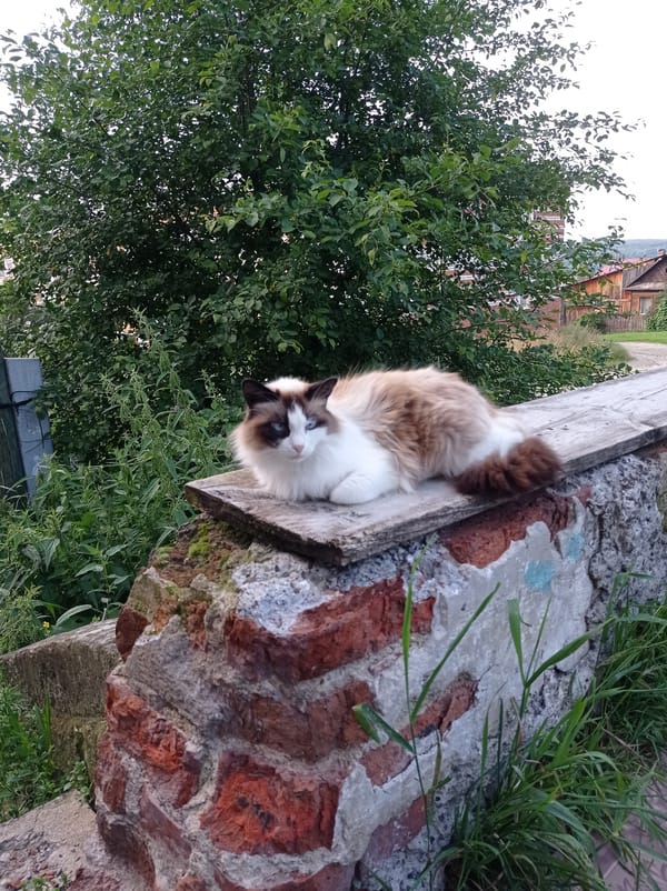 Cats hanging out on walls, grass, and ledges in Degtyarsk