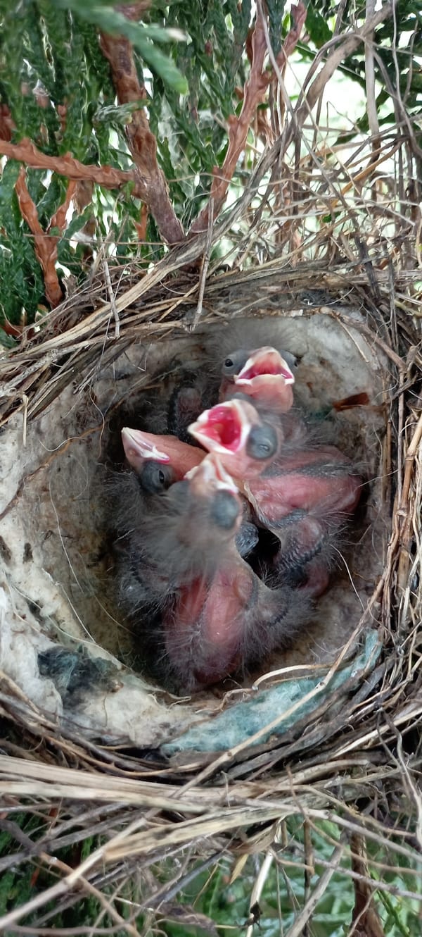 Baby birds in a nest, beaks open, Radisne Ukraine