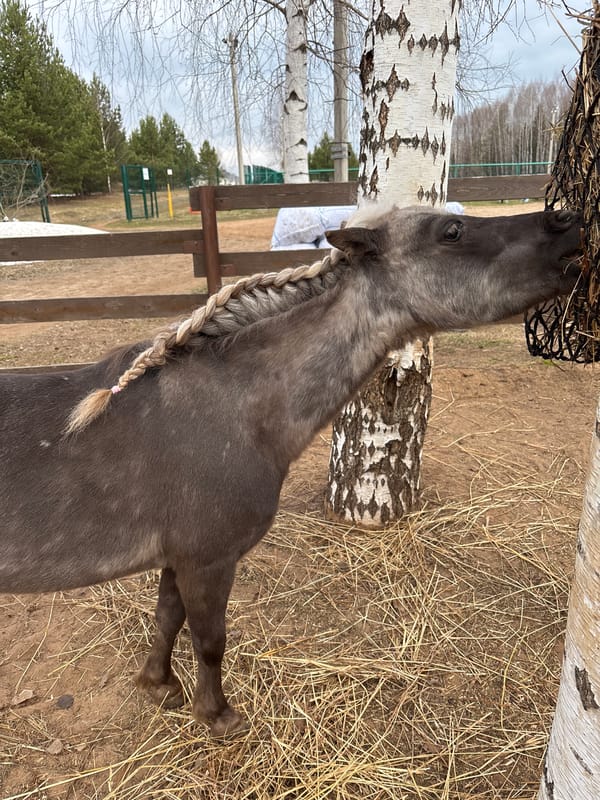 Horses spotted in early morning hours in Русский Вожой
